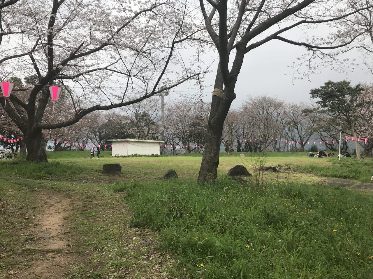 2024年城山緑地公園の桜
