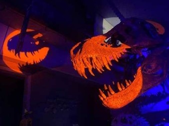 2025年にいのちのたび博物館で「ハロウィンナイトミュージアム」が開催