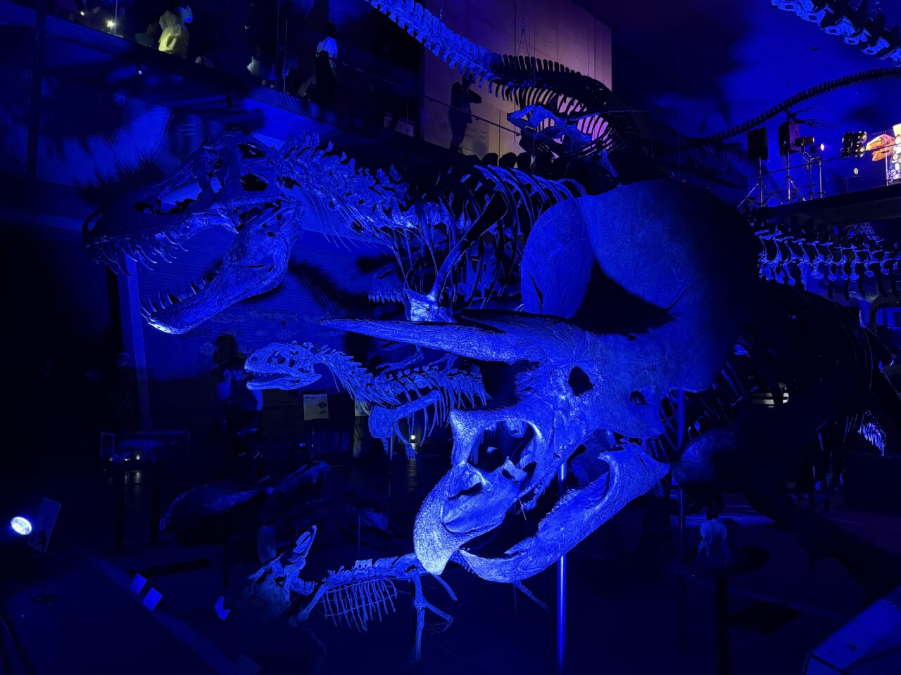 2025年に八幡東区のいのちのたび博物館で、「クリスマスナイトミュージアム」が開催