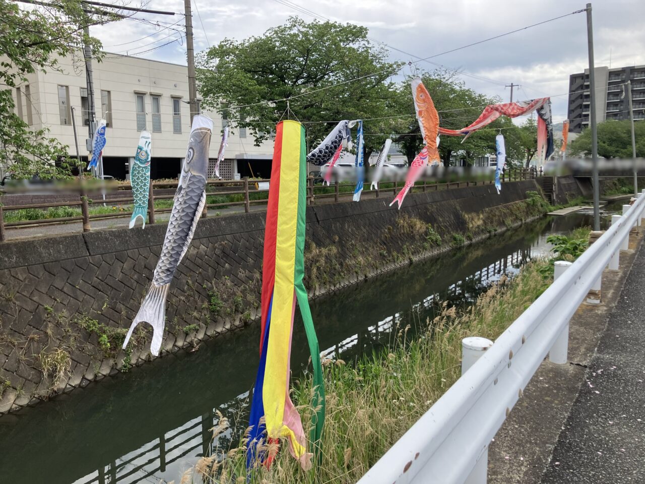2026年に八幡西区の金山川に鯉のぼり
